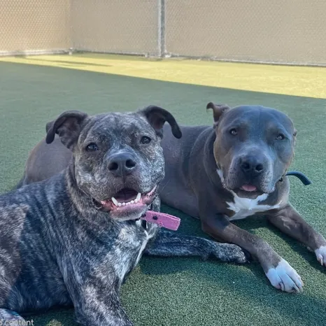 Amber and Blue! 