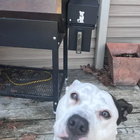 Beau!