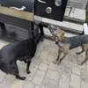 Susie & Penny! 