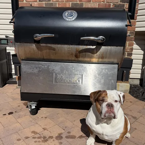 Brutus! 