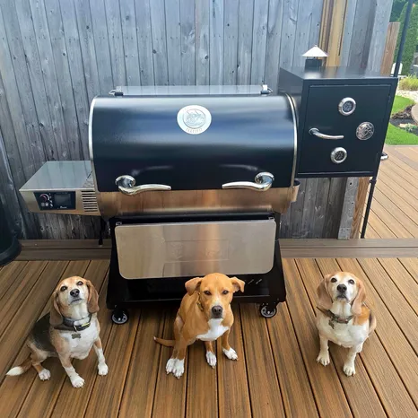 Rocket, Buddy, & Paws