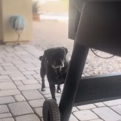 Pug life